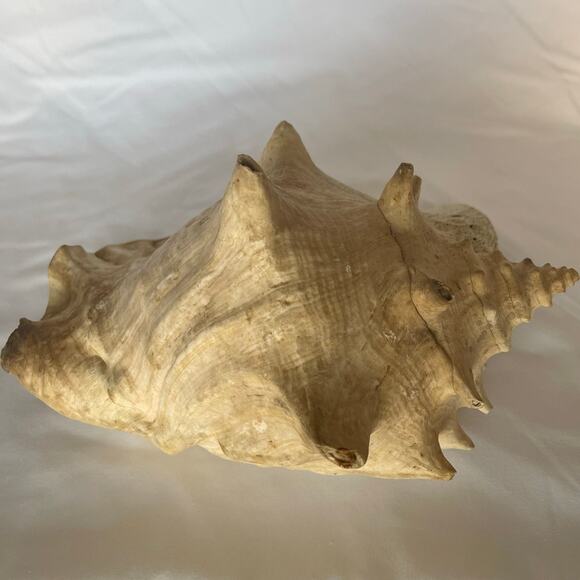 Large Queen Conch Shell 10” Natural Seashell Beach Nautical Coastal Decor Heavy - Picture 3 of 8